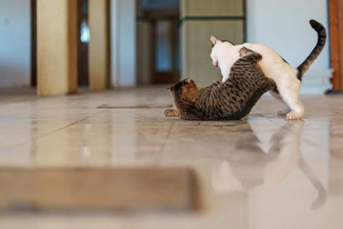 床の上でじゃれ合う猫
