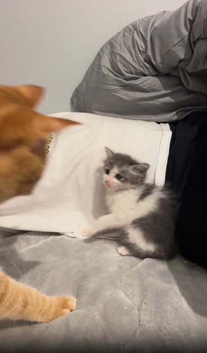 茶トラ猫にパンチする子猫
