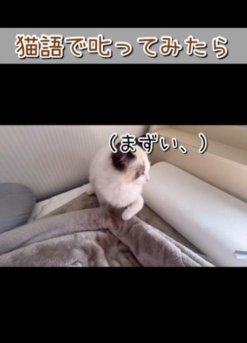 後ずさりする猫