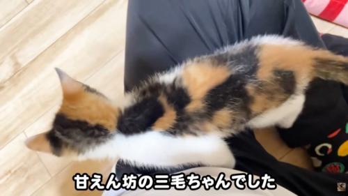 テロップ「甘えん坊の三毛ちゃんでした」