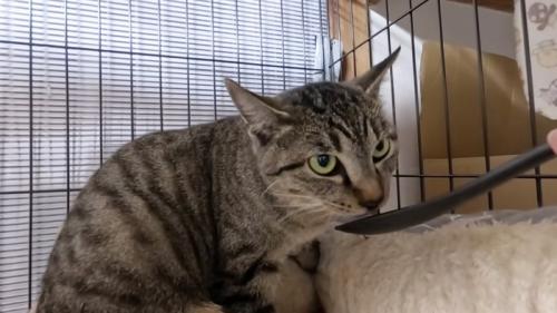 おやつを食べる猫
