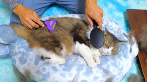 2本のブラシでお手入れされる猫