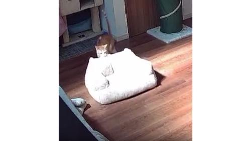 見守りカメラに映る猫