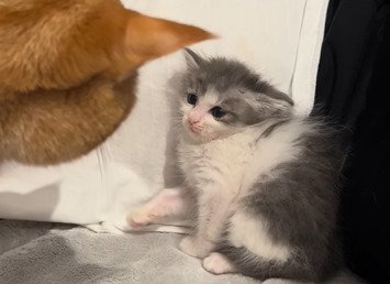 茶トラ猫に警戒する子猫