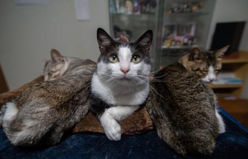 元気に成長した3匹の猫