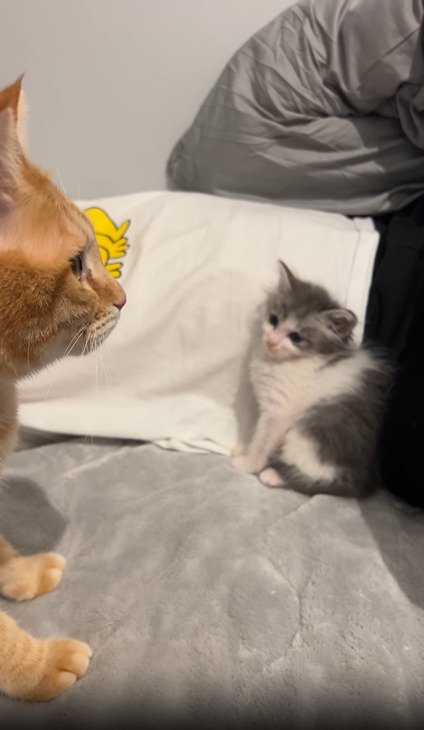 遠くを見る茶トラ猫を見つめる子猫