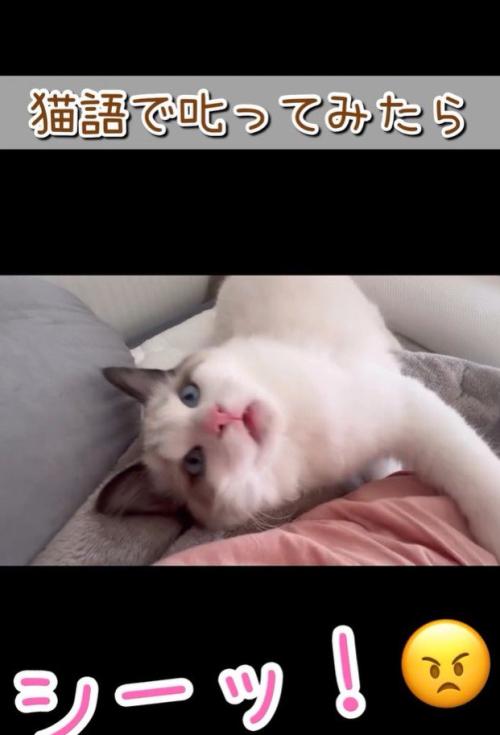 飼い主が「シーッ！」と声をかけても腕から離れない猫