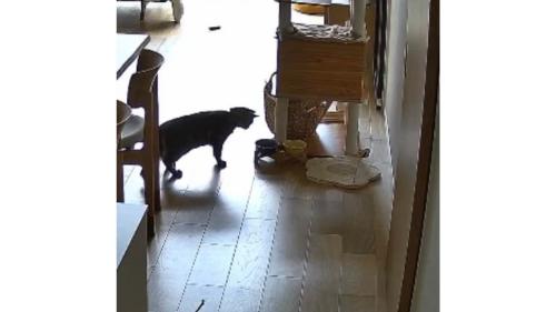 猫とごはん皿
