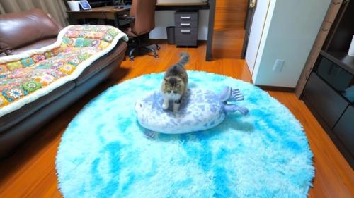 アザラシのぬいぐるみを踏む猫