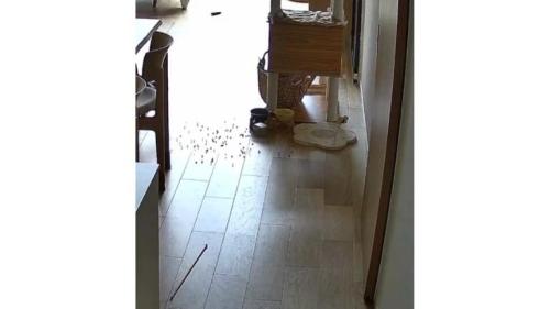 猫とごはん皿