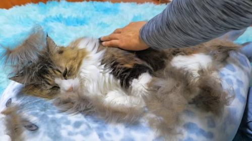 頭に毛が乗った猫