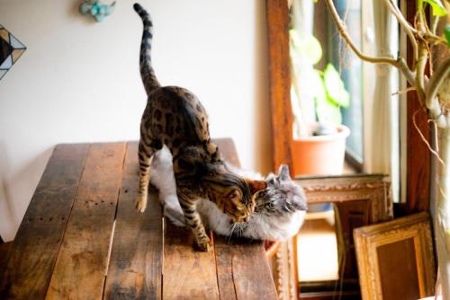 テーブルの上でじゃれ合う猫