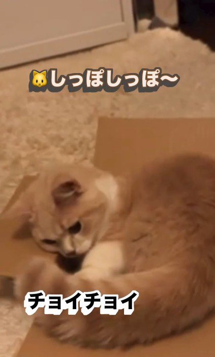 箱の中で遊んでいる子猫