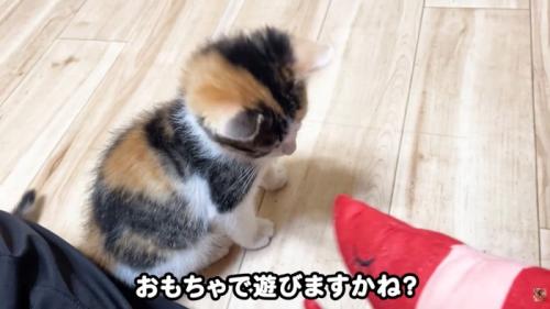 テロップ「おもちゃで遊びますかね？」