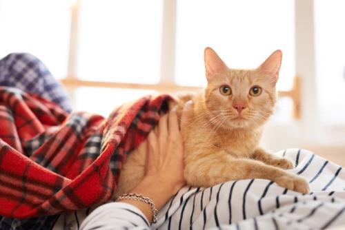 飼い主に甘える猫