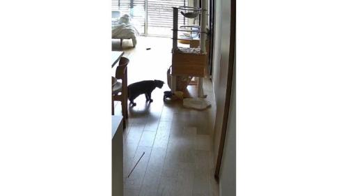 猫とごはん皿