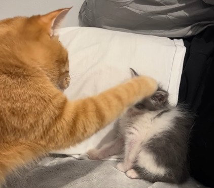 子猫にタッチする茶トラ猫