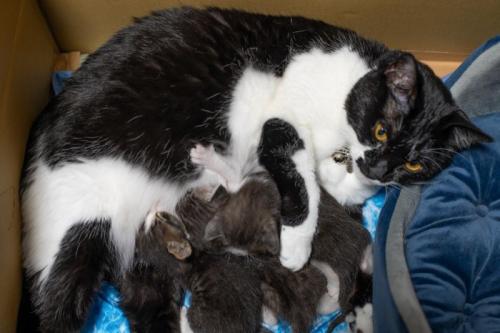 3匹の子猫を育てる先住猫