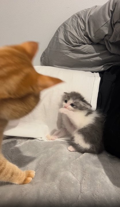茶トラ猫を目の前にイカ耳の子猫
