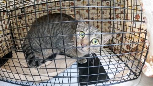 捕獲器の中にいる猫
