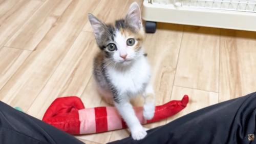 投稿者さんの膝に右前足を乗せて立ち上がる子猫