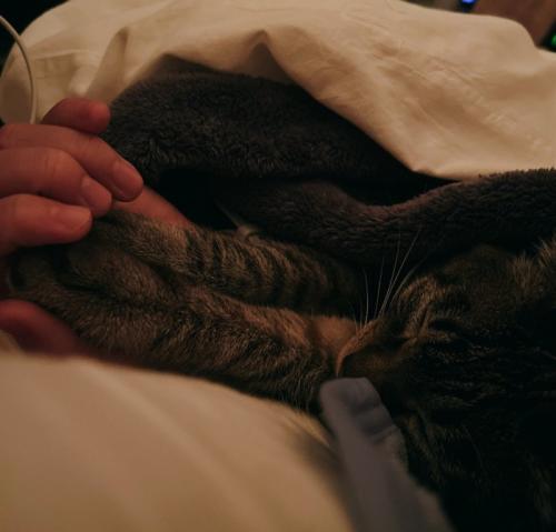 眠る猫2