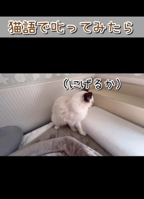 逃げようとする猫