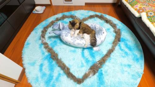 ハート型に並んだ毛に囲まれた猫
