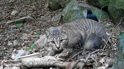 外にいる猫