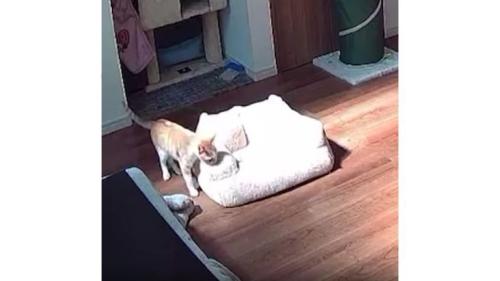 見守りカメラに映る猫