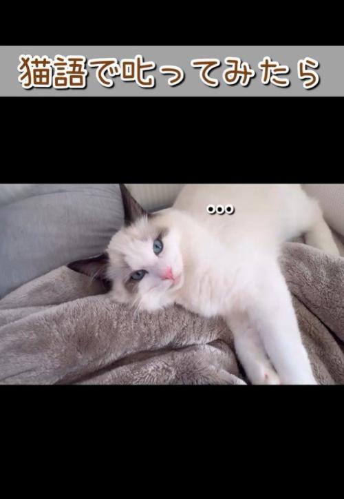 飼い主が離れて見つめる猫