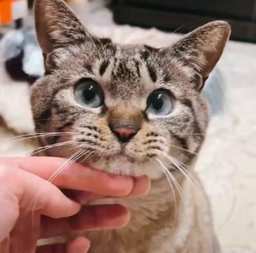 あごを触られる猫