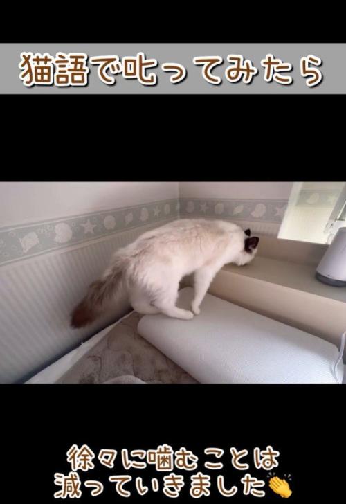 距離を取る猫