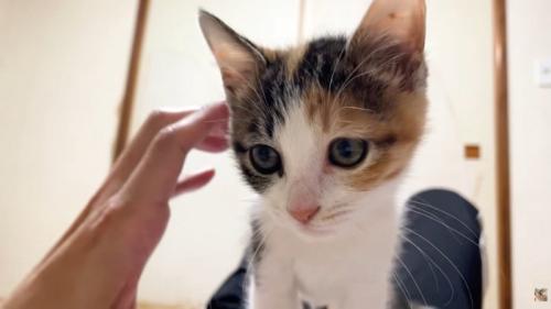 子猫と人の左手
