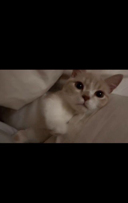 布団の間に横になっている子猫