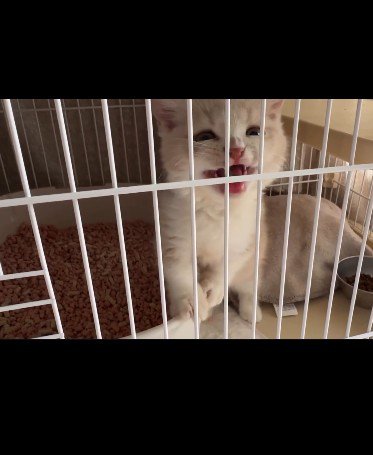 ケージの中で鳴いている子猫