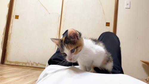 衣服のほつれを咥えて引っ張る子猫