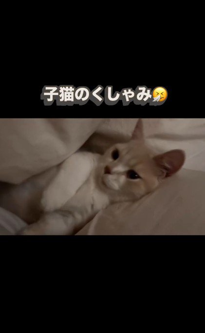 布団の間に横になっている子猫