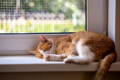 眠る猫