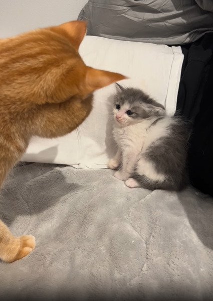 見つめ合う2匹の猫2