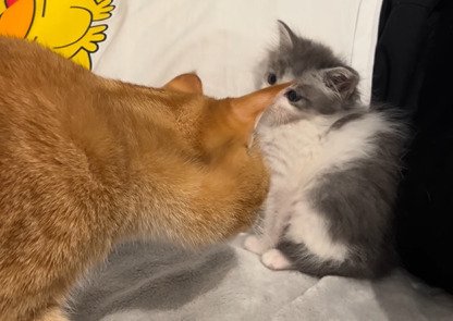 子猫に顔を近づける茶トラ猫