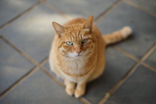 お願いがある猫