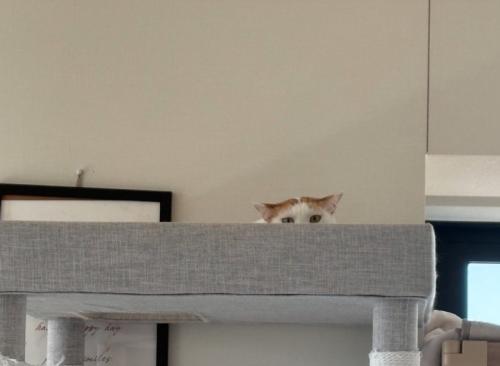 キャットタワーのてっぺんに乗る猫
