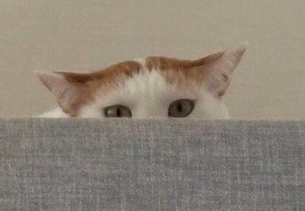 キャットタワーの上からお客さんを見つめる猫