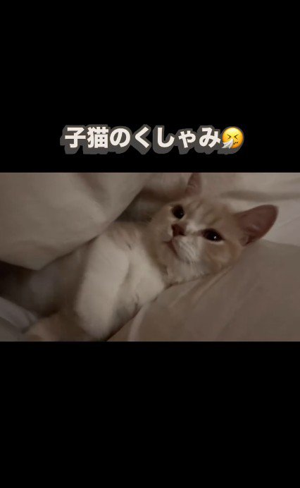 布団の間に横になっている子猫