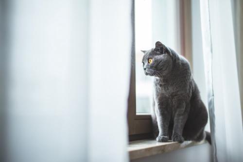 窓辺の猫