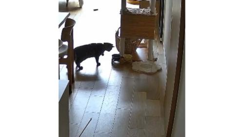 猫とごはん皿