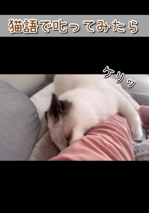 猫キックする姿