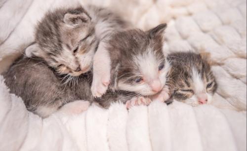 保護された3匹の子猫