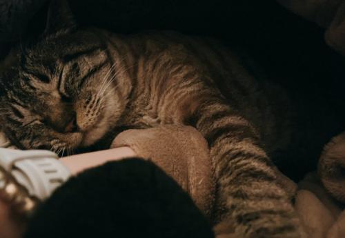 眠る猫1